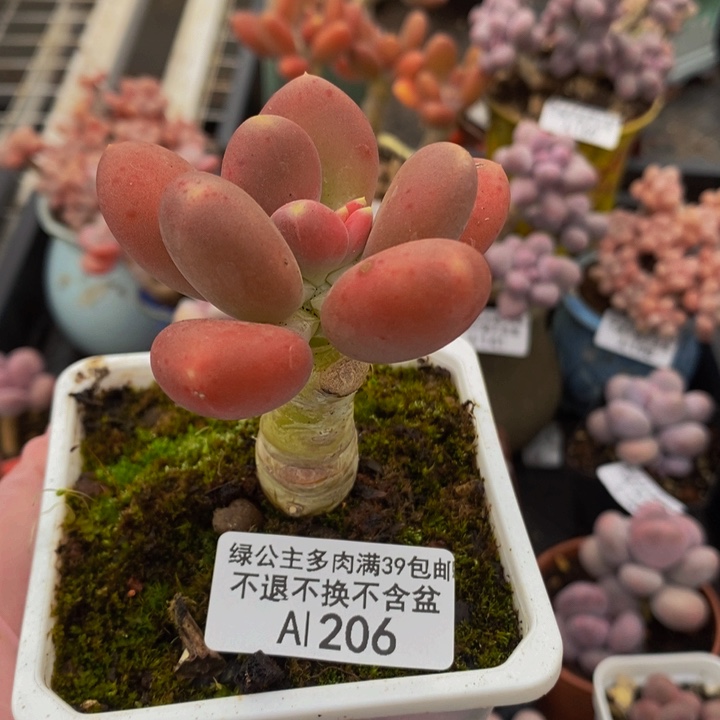 金蝉单头206多肉植物