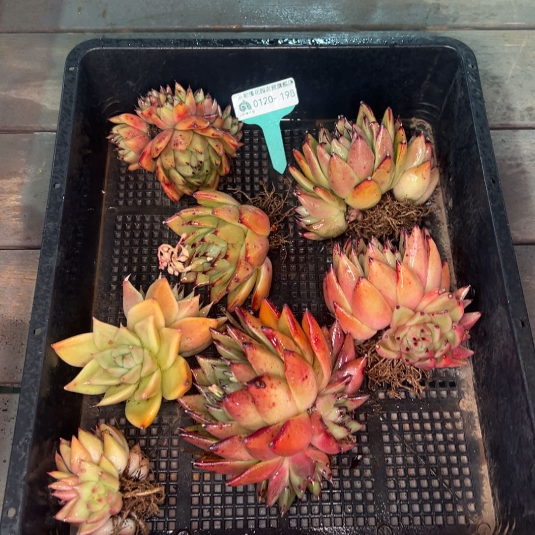 从前慢多肉精选编号0120.198