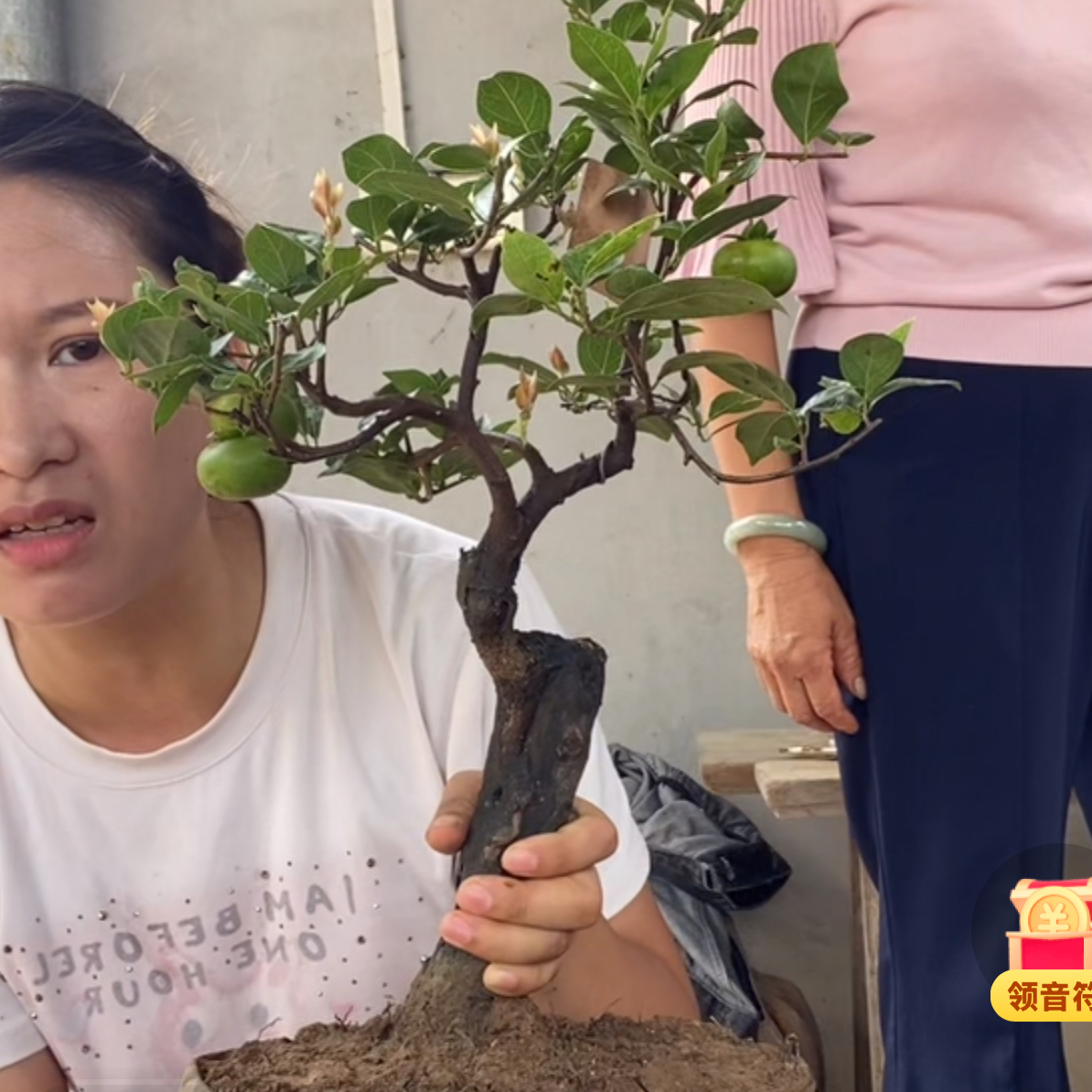 金弹子嫁接小品桩一物一拍 不保果 不保小枝