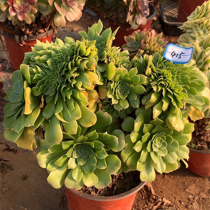 绿杨缀多肉植物415