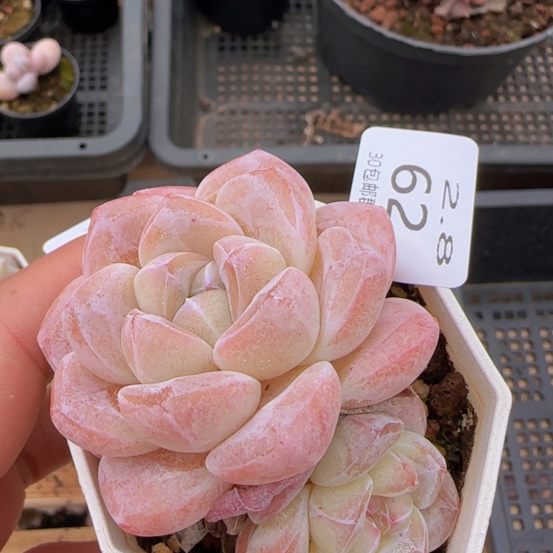 粉冰玉双头一颗脱土