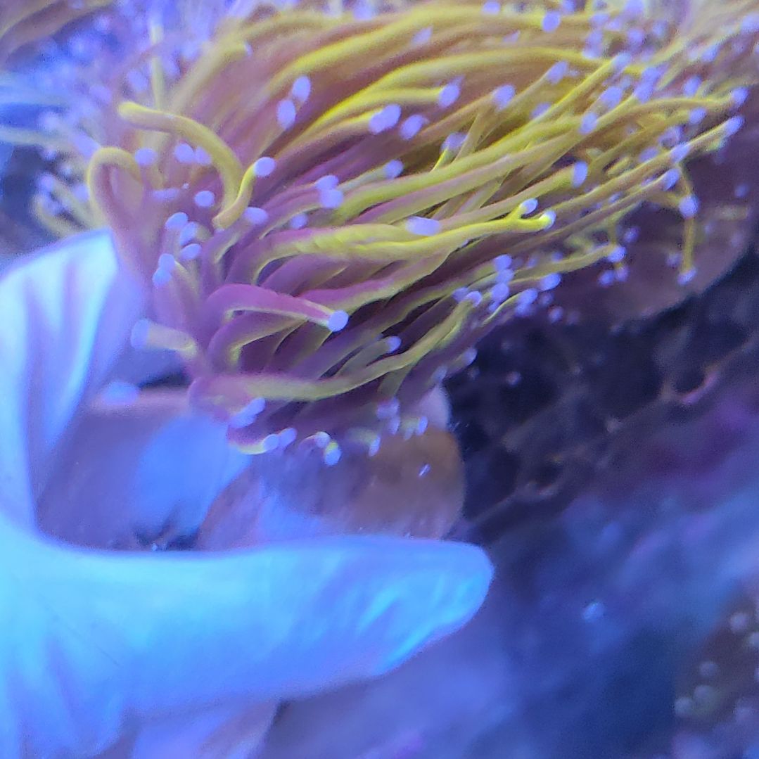 智海珊瑚不包邮不支持退货