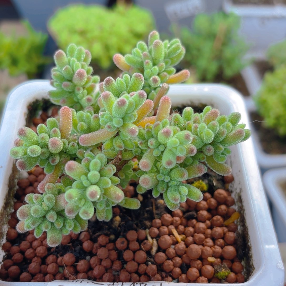 冰晶红叶杂469。           