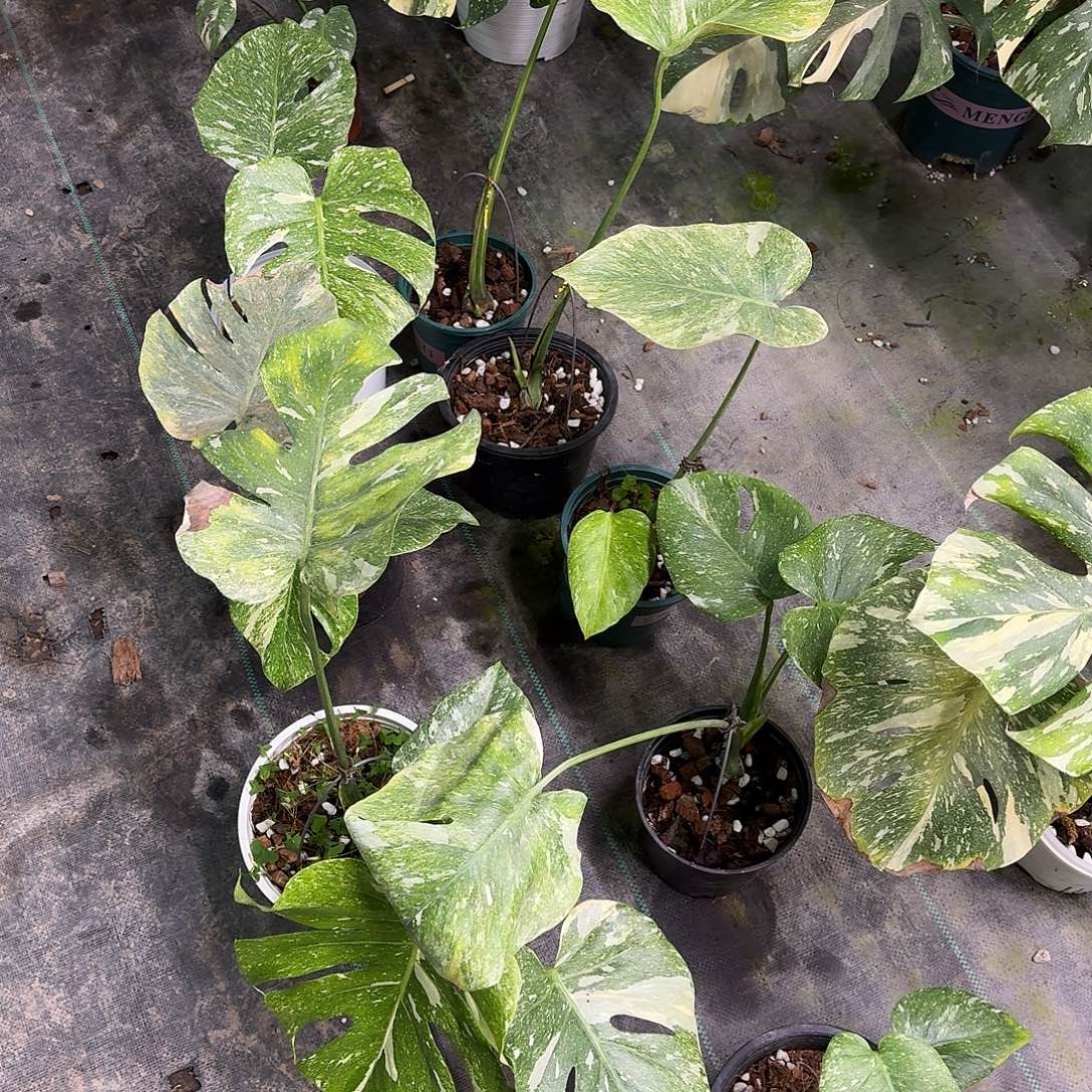 无花朵绿雪随便挑！