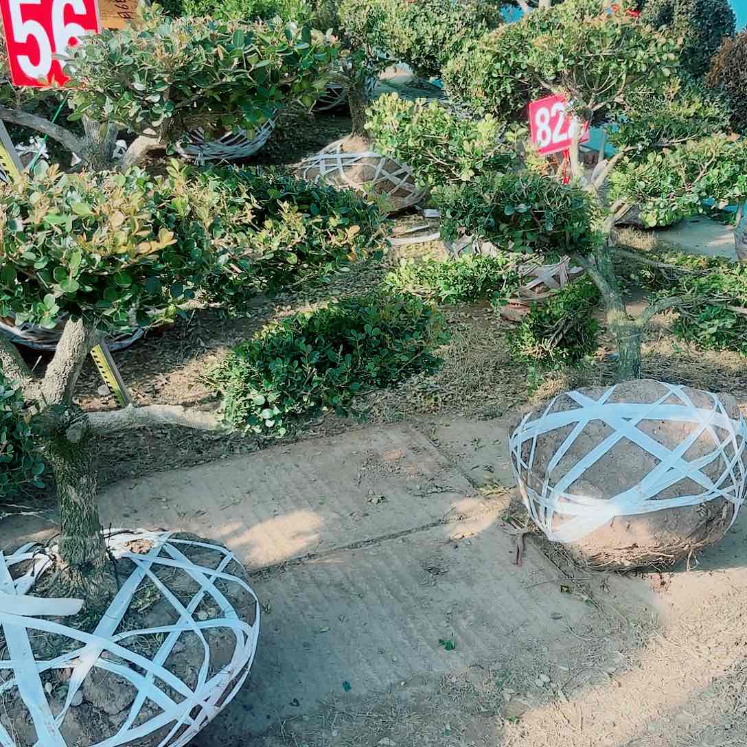 无花朵大*黄杨造型树定金链接