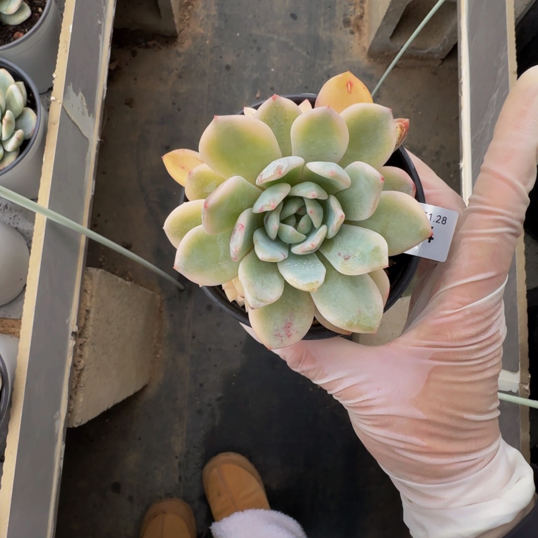 r r r r r r r r r 54