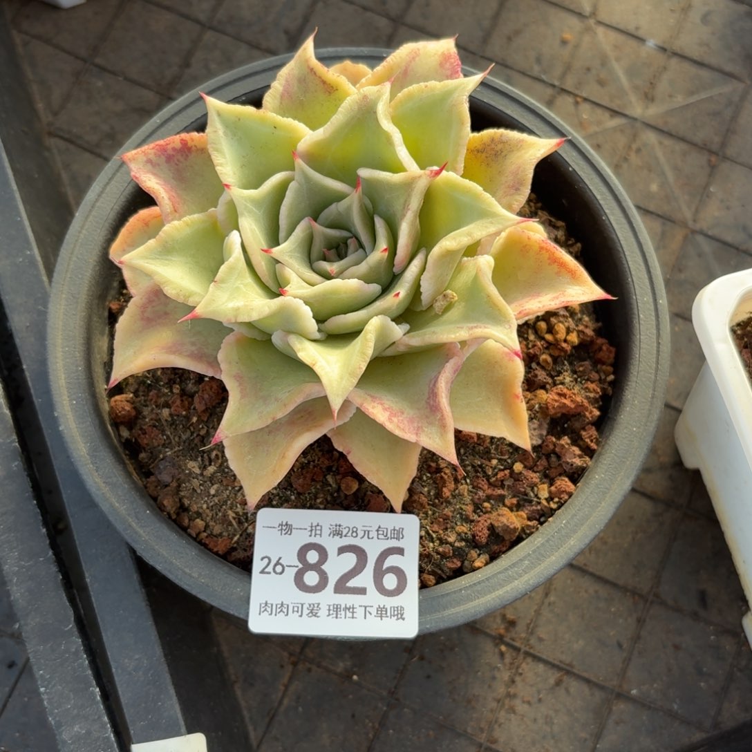 饺子皮无盆土发货无