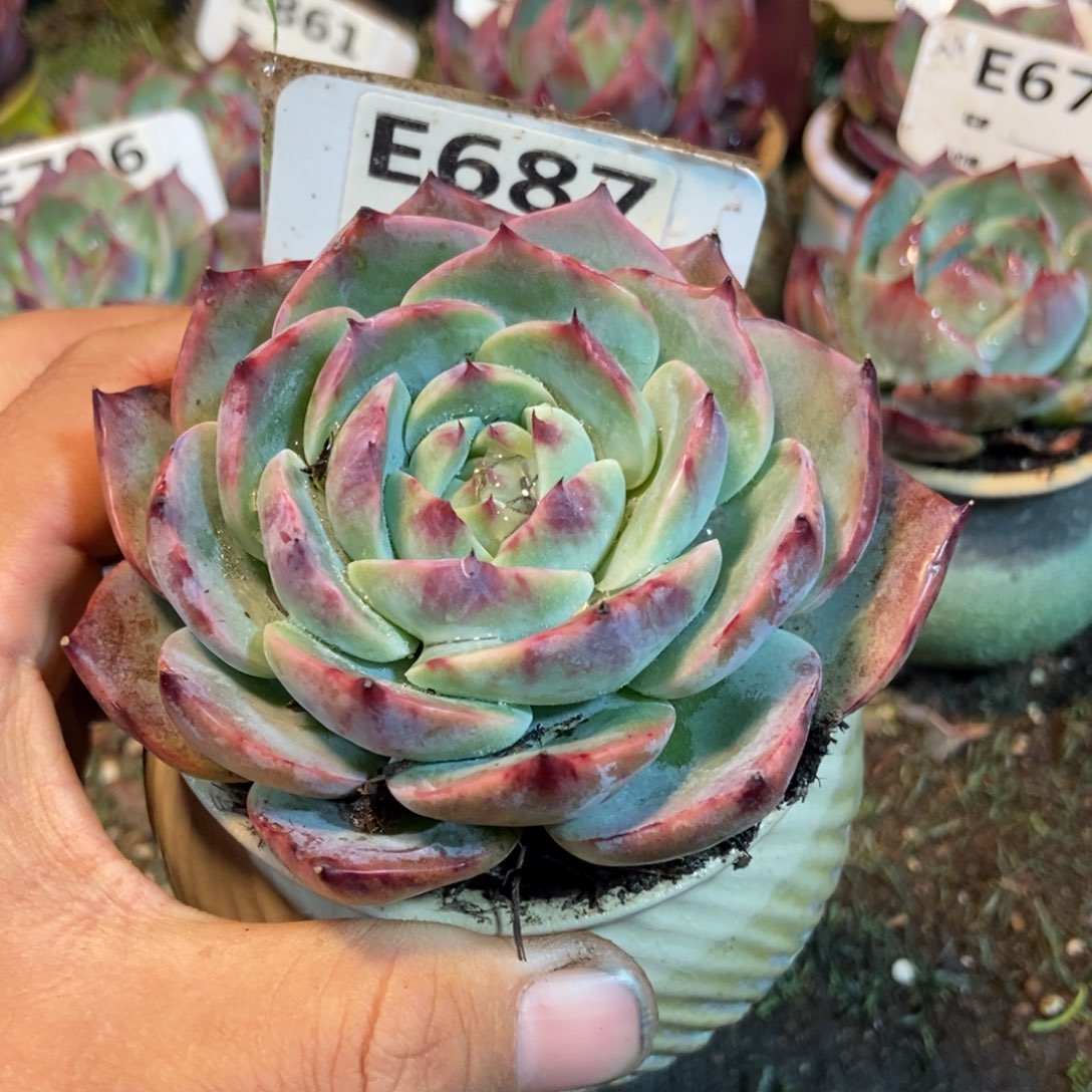 惊鸿一瞥687号多肉