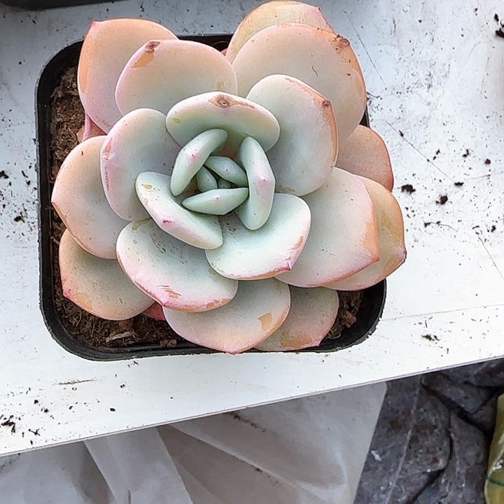 青蛙王子儿童牙膏套装111