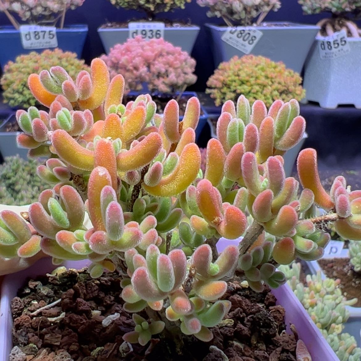 【闪购商品】d817橙黄色个体的荔枝糯米糍枝干番杏