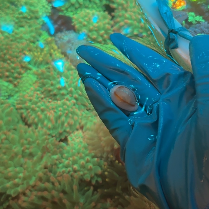 爱***抖奶嘴海葵金环2222222