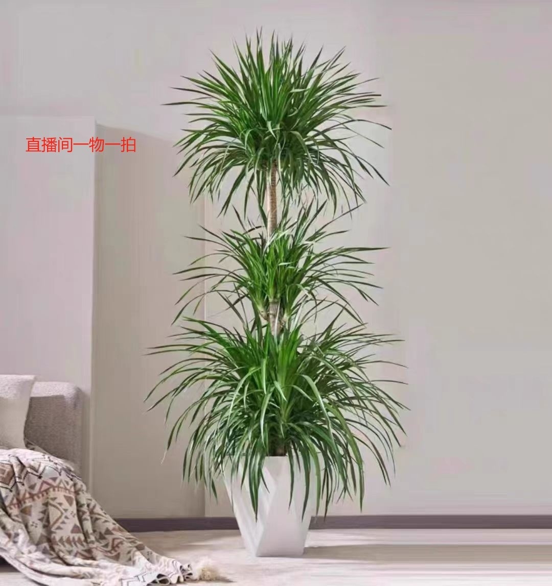 大型室内龙血树盆栽四季常青净化空气懒人绿植