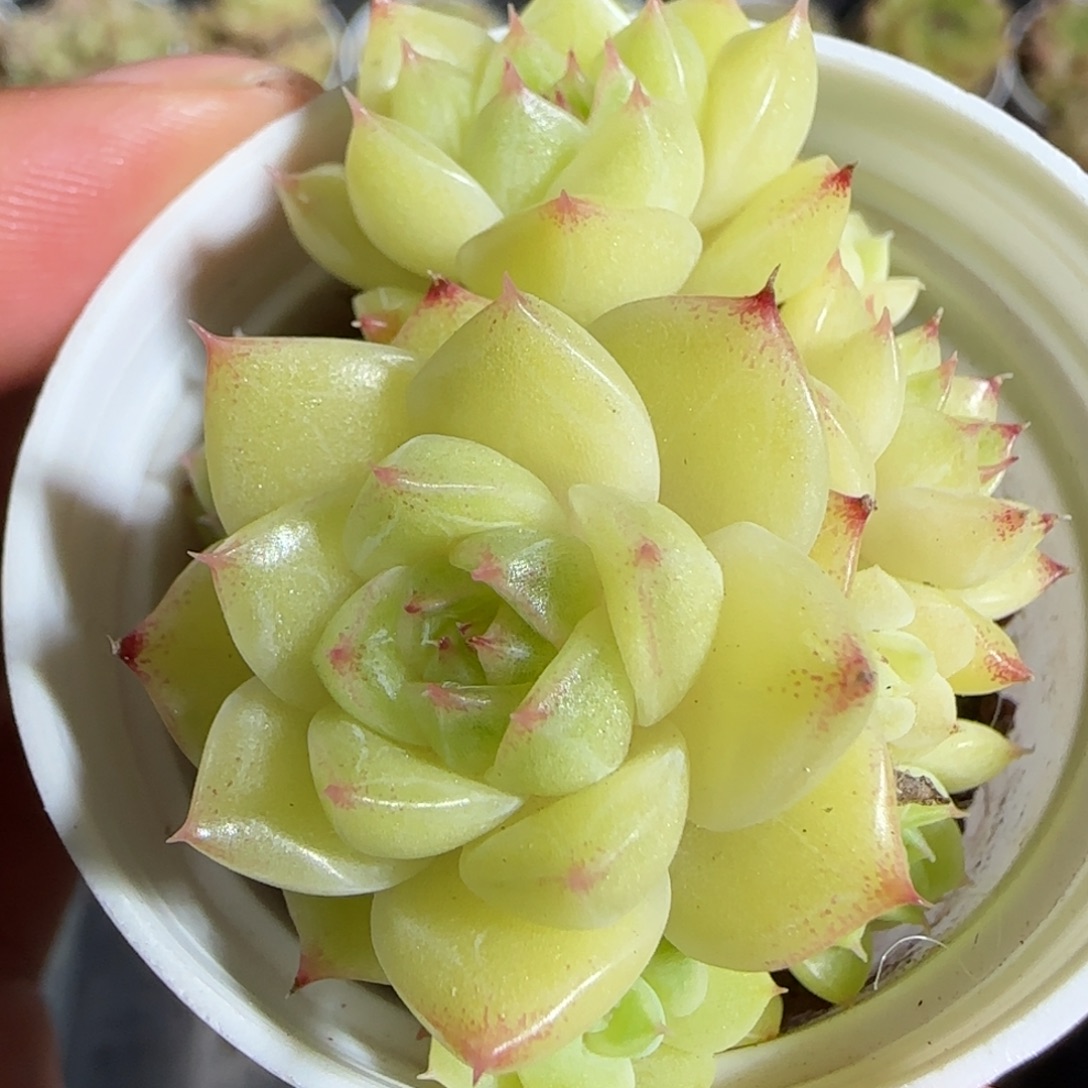 1110-----390麦秆群