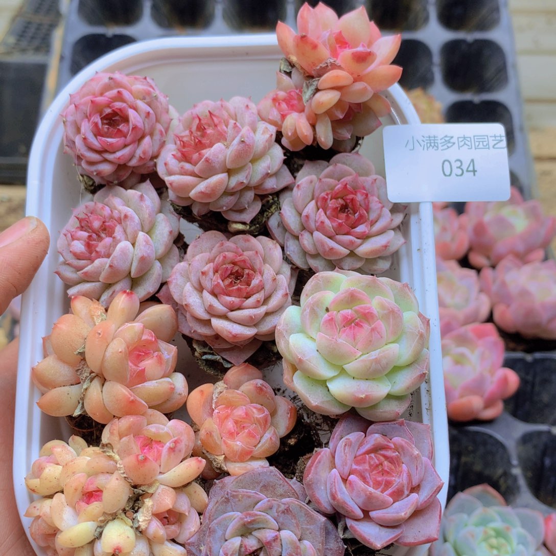 ****L我要睡觉啦晚安了034