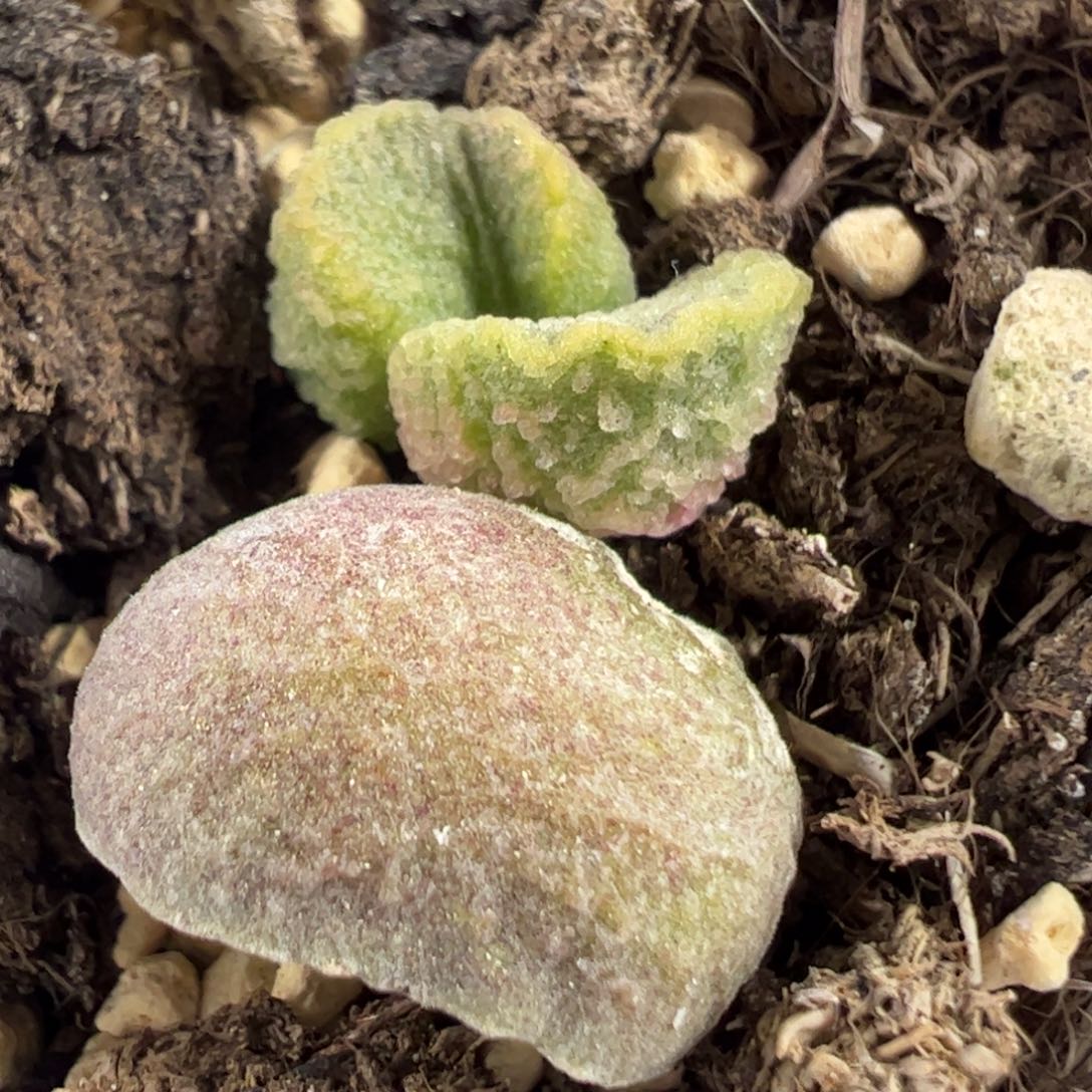 实生新品多肉植物水泡