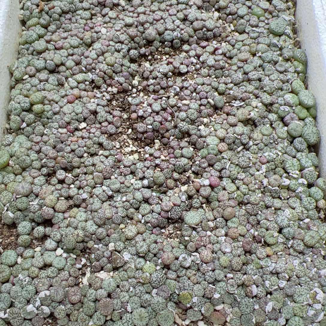 【闪购商品】114 超级安贞一箱 带箱发货 多肉