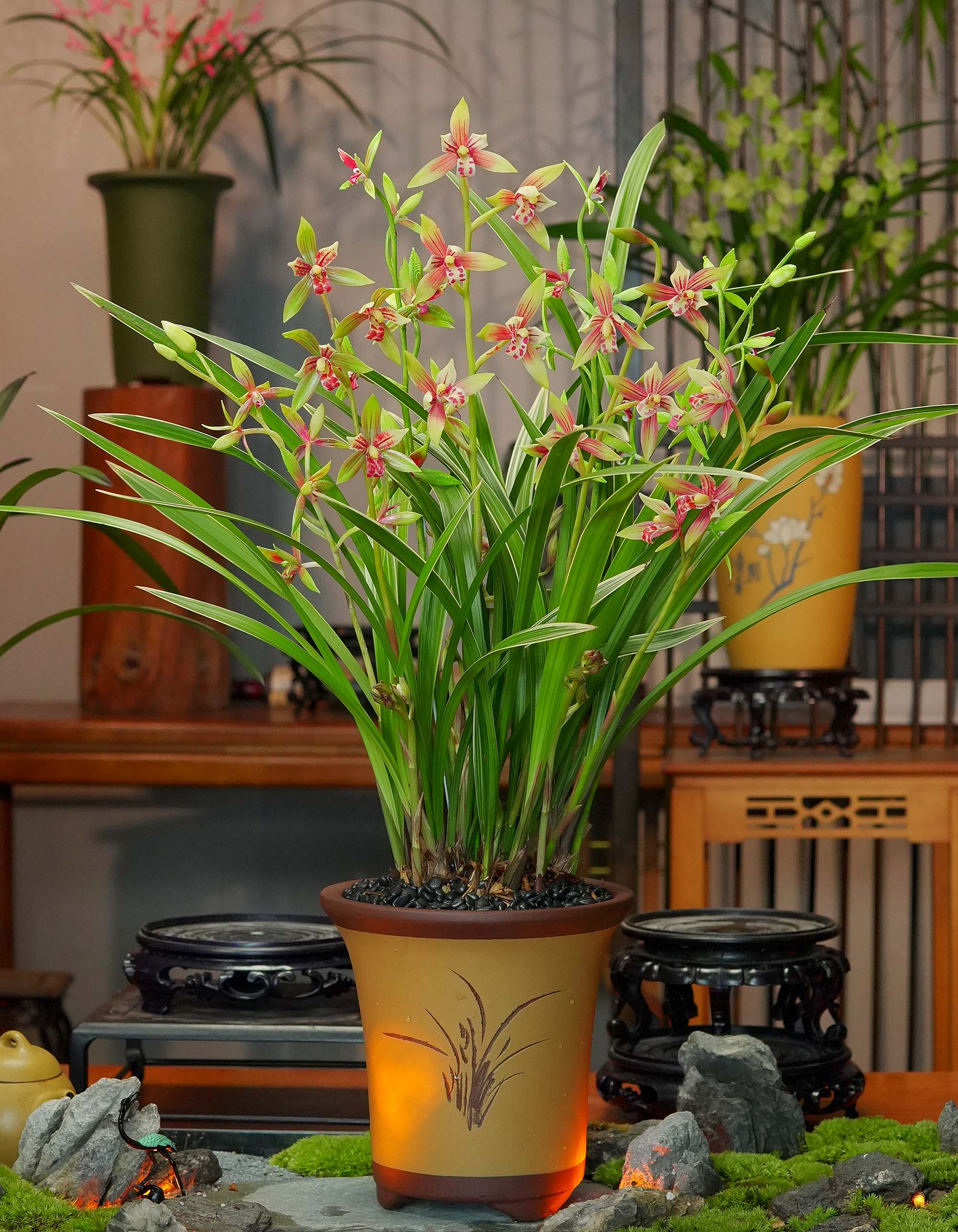 兰花建兰铭品【骊山红带花苞】雕刻紫砂盆兰花室内好养易活