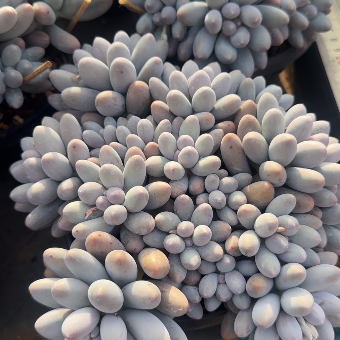 多肉植物一物一拍