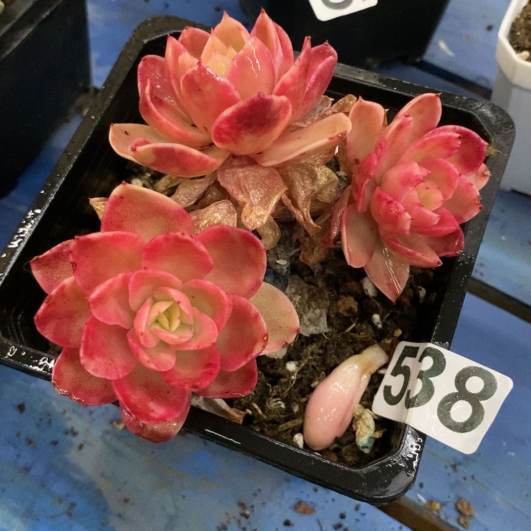 538不认识炸多肉植物哇啦塞