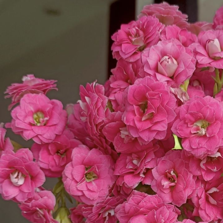 康斯特：精品长寿带花苞发货（烂叶黄叶断个别花苞不售后，介意勿拍）