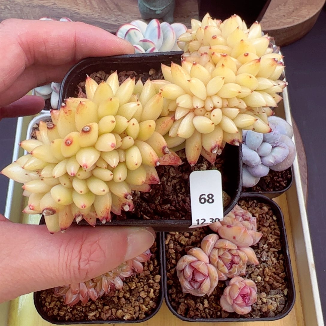 好好看68、哈哈哈哈哈