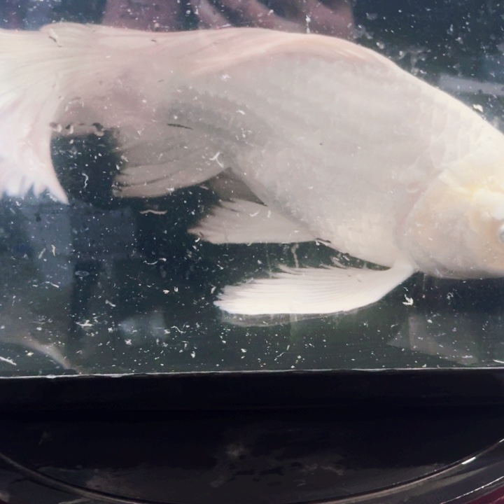 版***云蝴蝶鲤鱼蝴蝶鲤包邮150