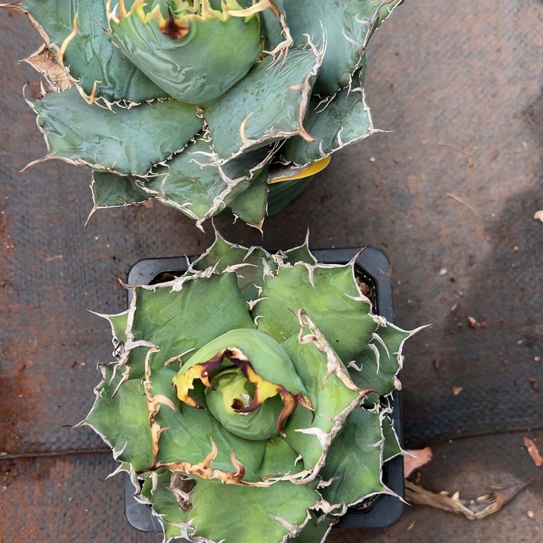 领取龙舌兰一物一拍