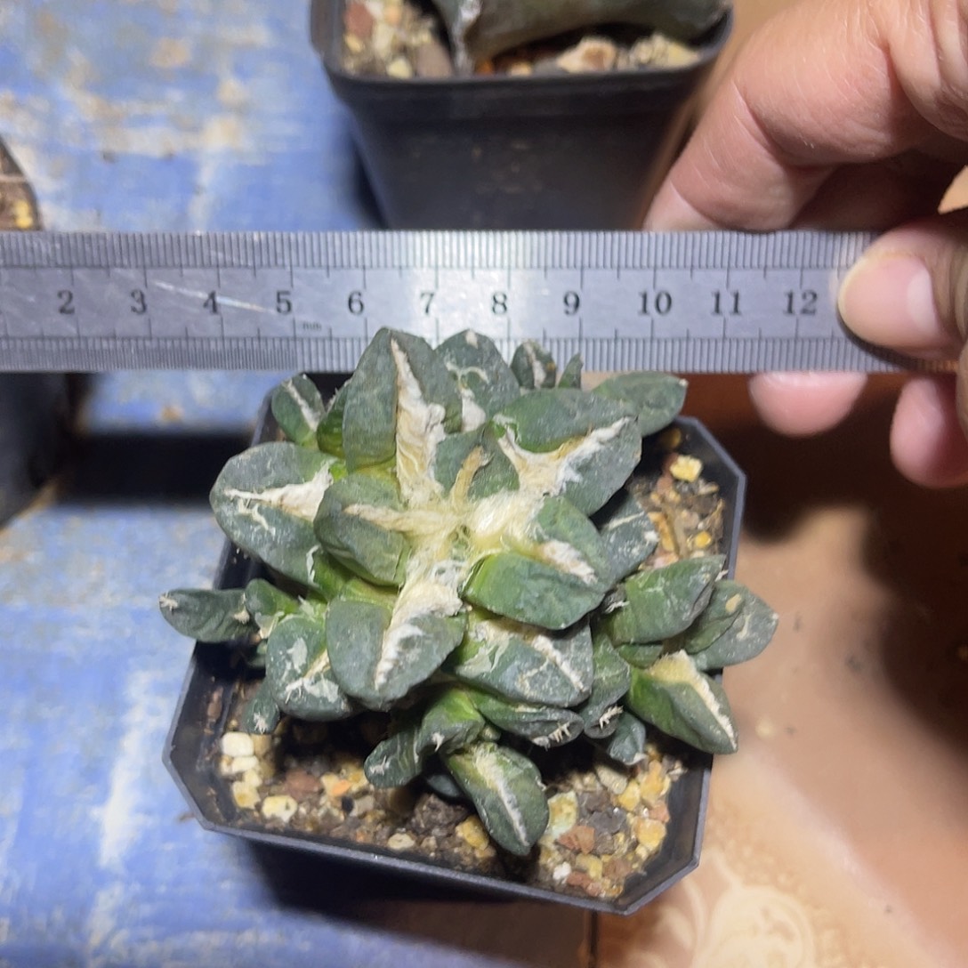 牡丹群一物一拍下单包邮