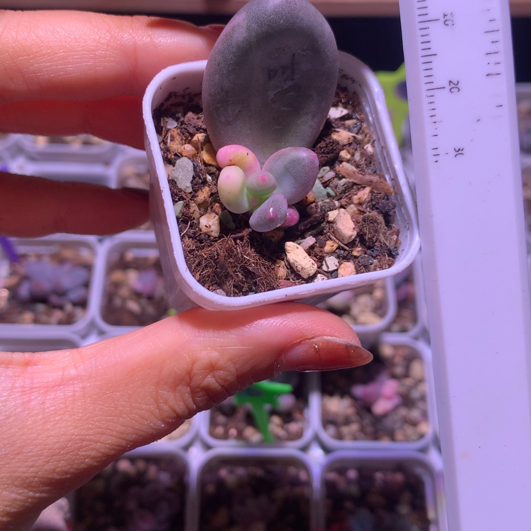 母叶带锦 精品韩国奶酪多肉