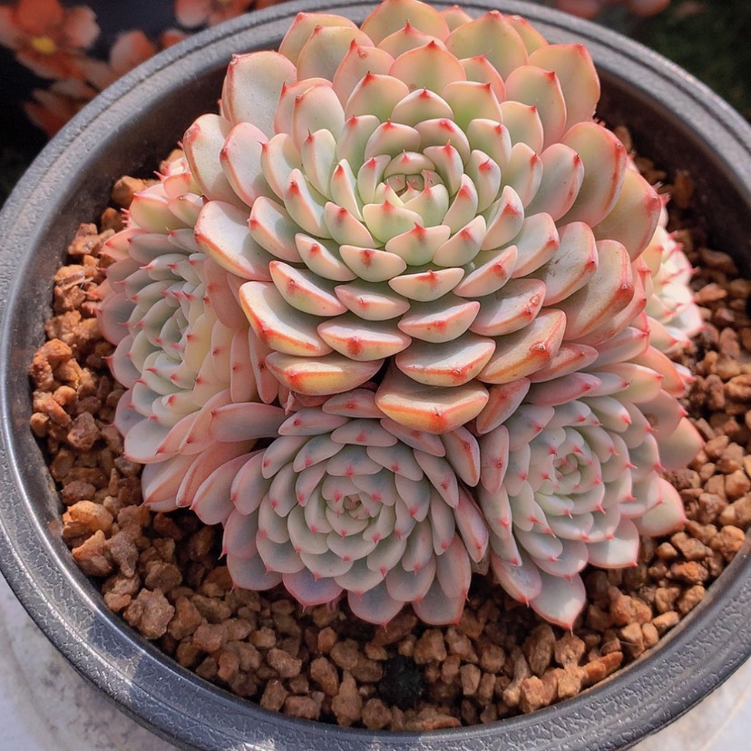 【闪购商品】彩虹姬莲锦
