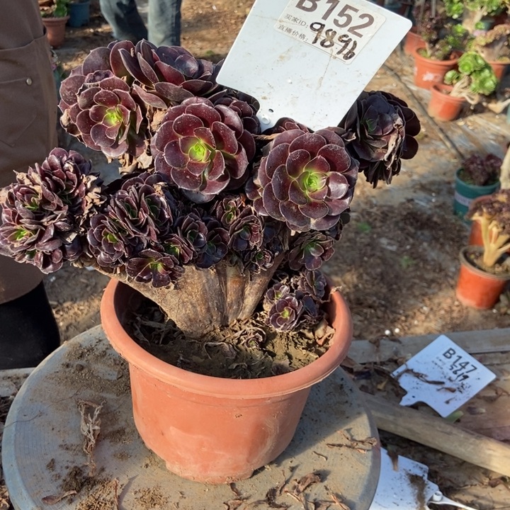 新***)B152欧紫欧紫欧紫欧紫