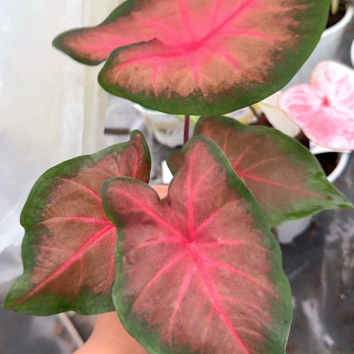 植物彩叶芋精品Q0082