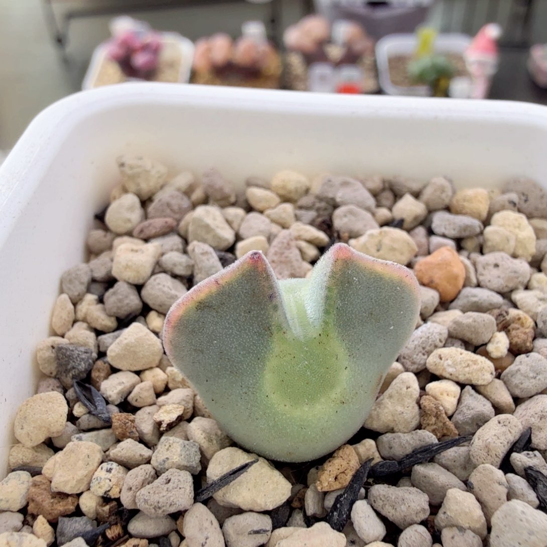 12-26-c13 鲤鱼哥大眼睛