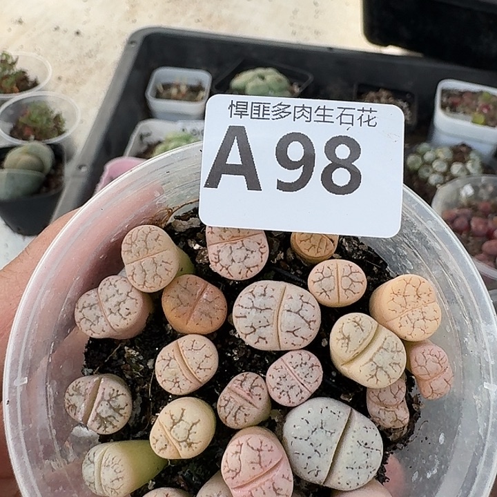 98多肉植物多肉植物