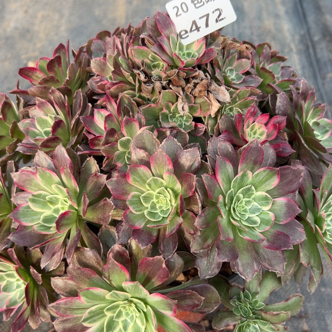 472莲花，多肉法师