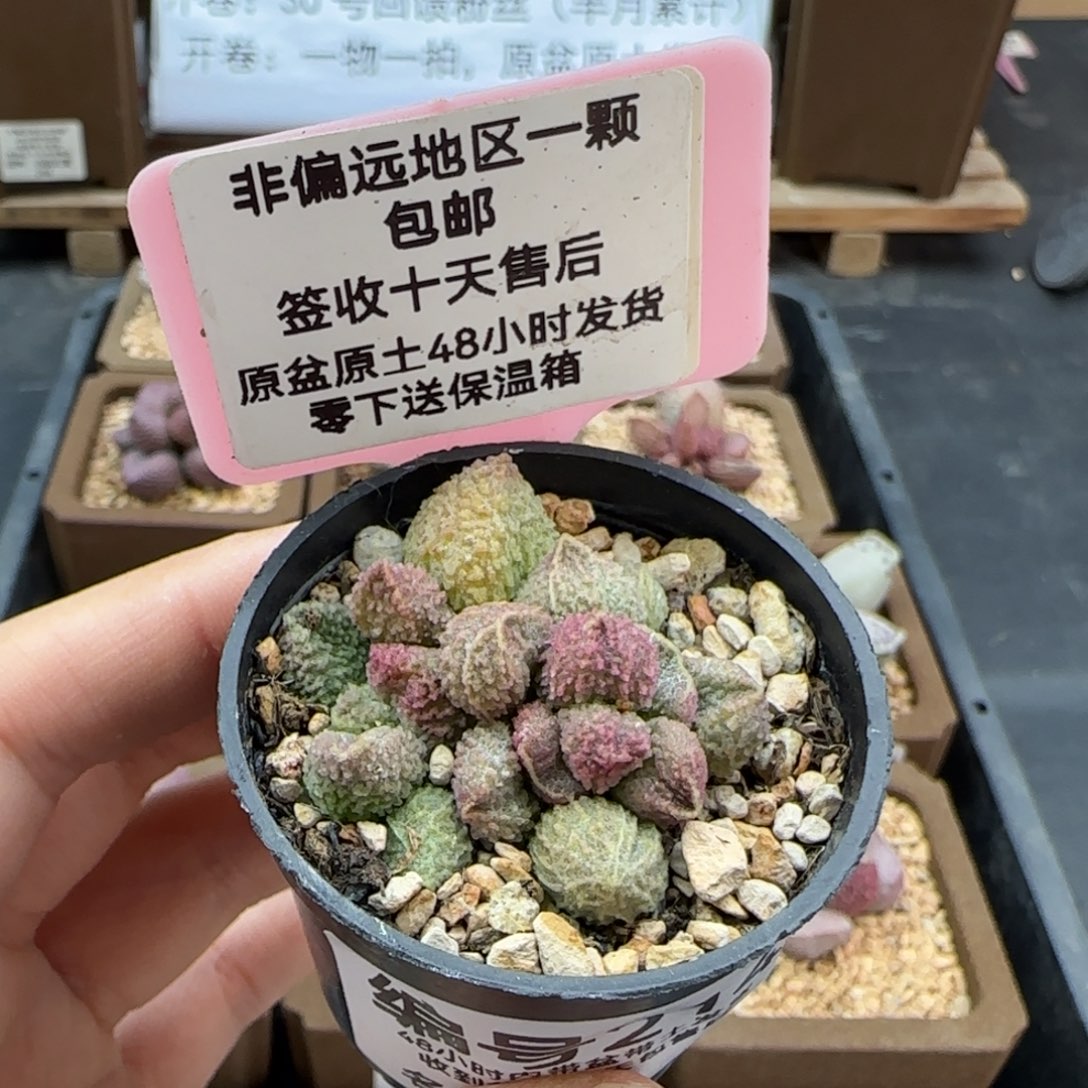 214丸叶翠绿石多肉