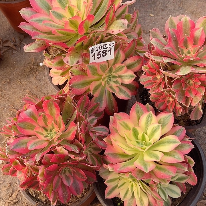 四颗粉女巫法师1581