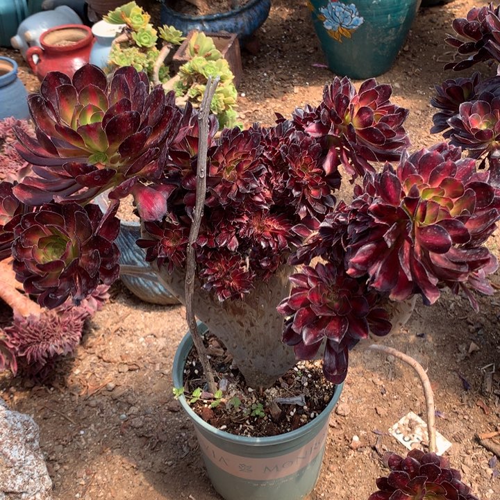 晚霞缀脱土发货啊