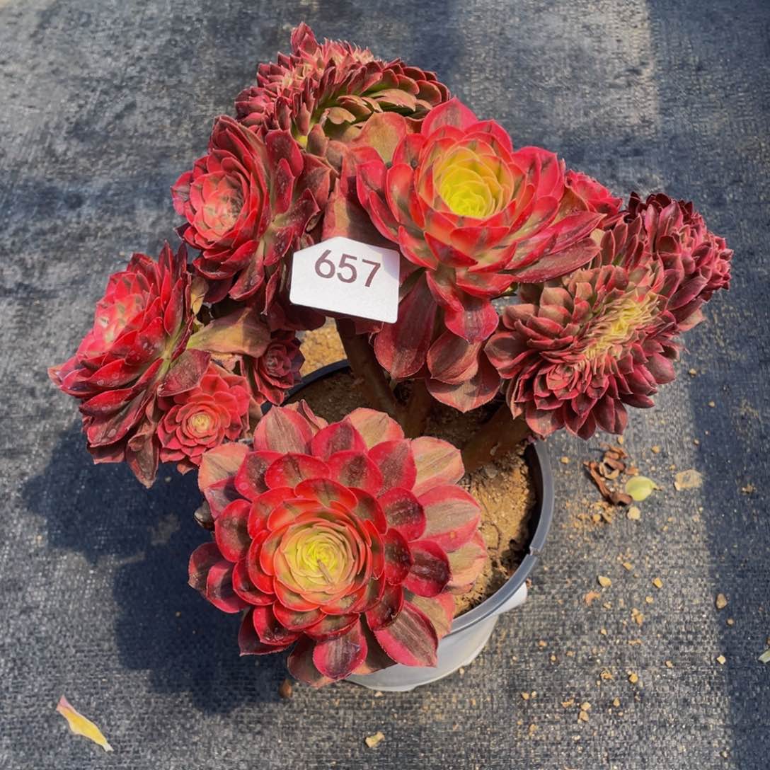 657号荔枝法师有伤