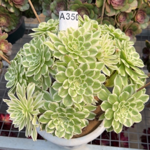 350碧浪25厘米左右