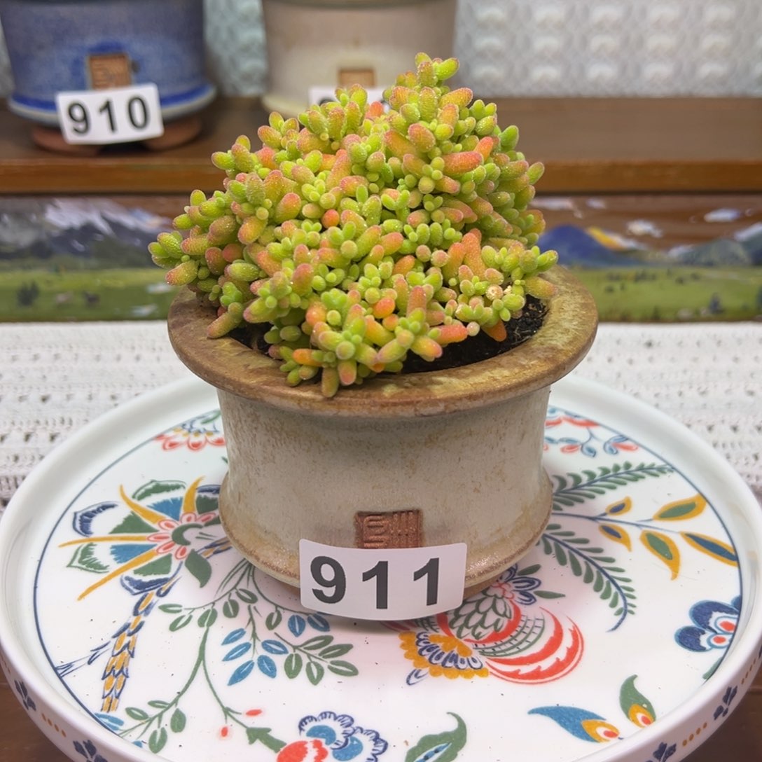 枝干番杏多肉植物911