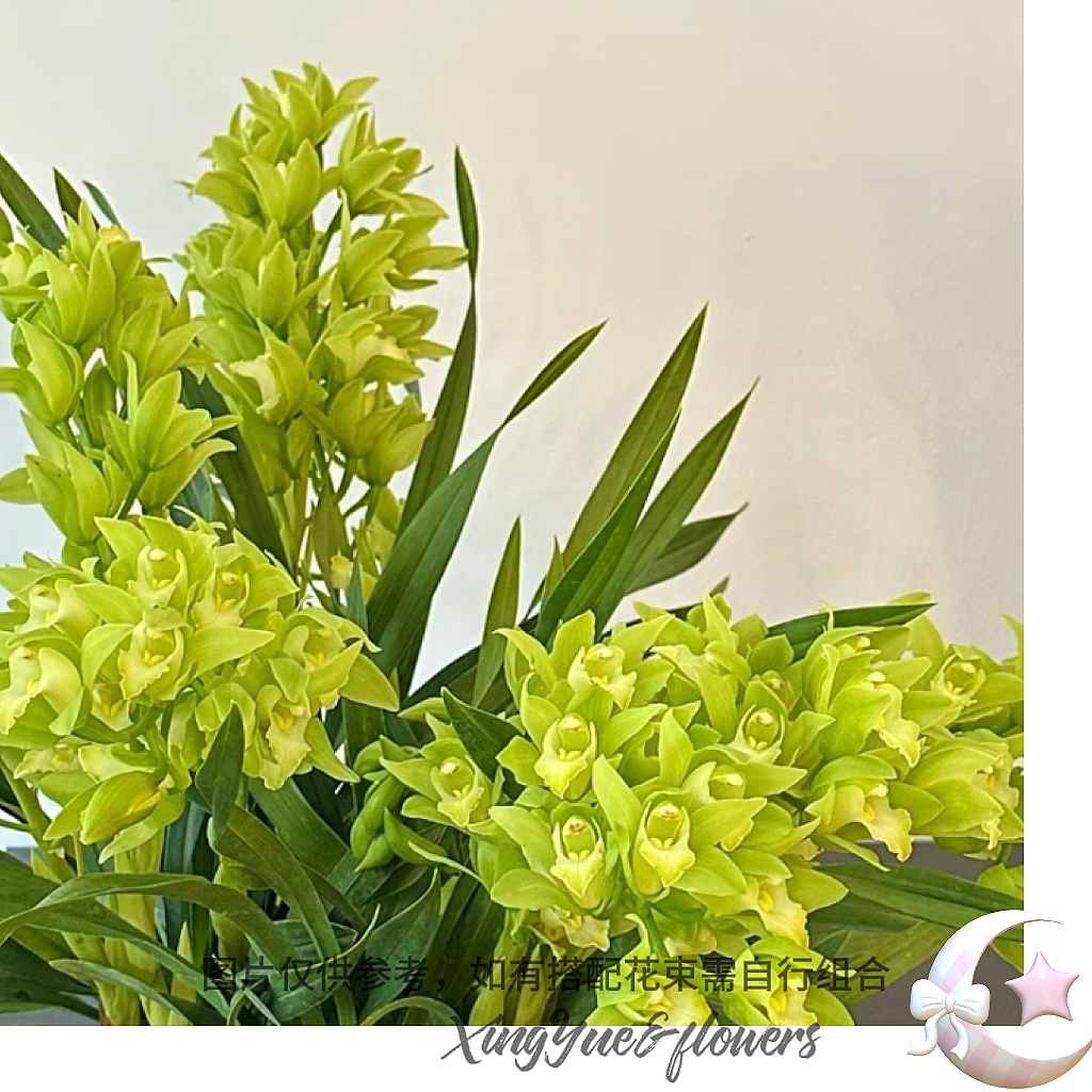 【星玥鲜花】超长待机绿色香兰品种834绿精灵