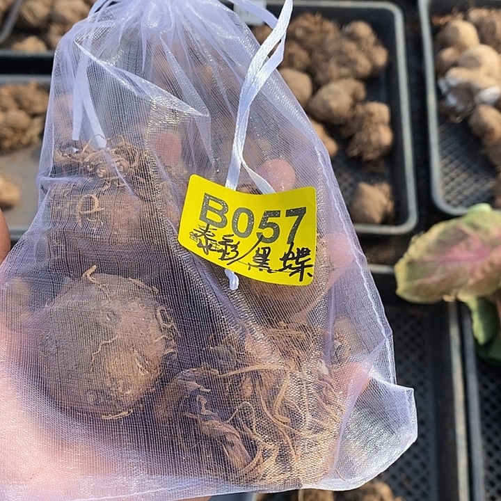 泰彩黑蝶B057禁退不售后