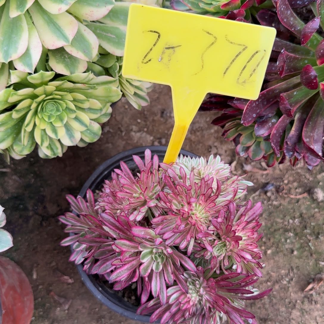 2-370---多头多肉植物