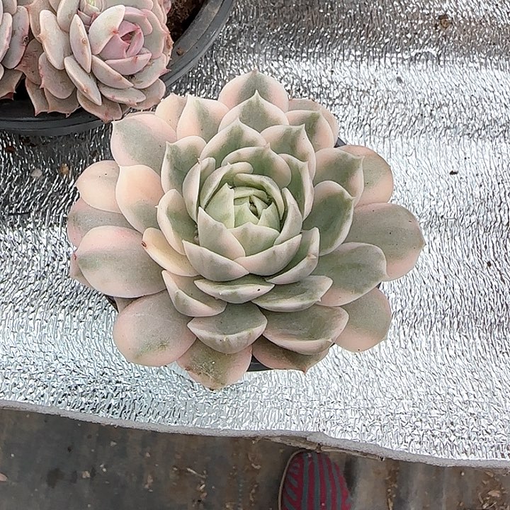 青蛙王子儿童牙膏111