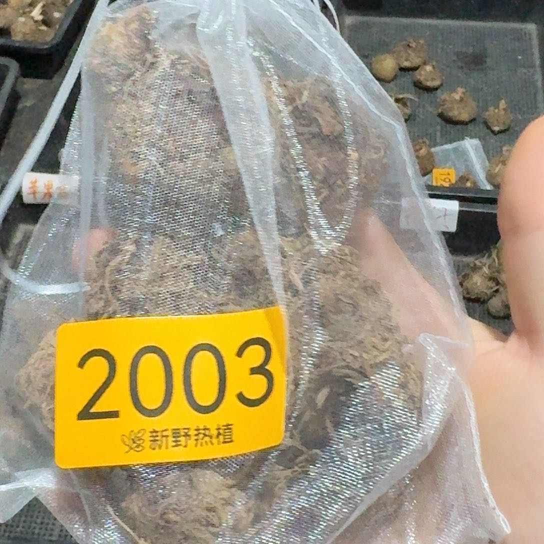 L***e完全开放2003白色恋人，粉色飞溅裸球不售后
