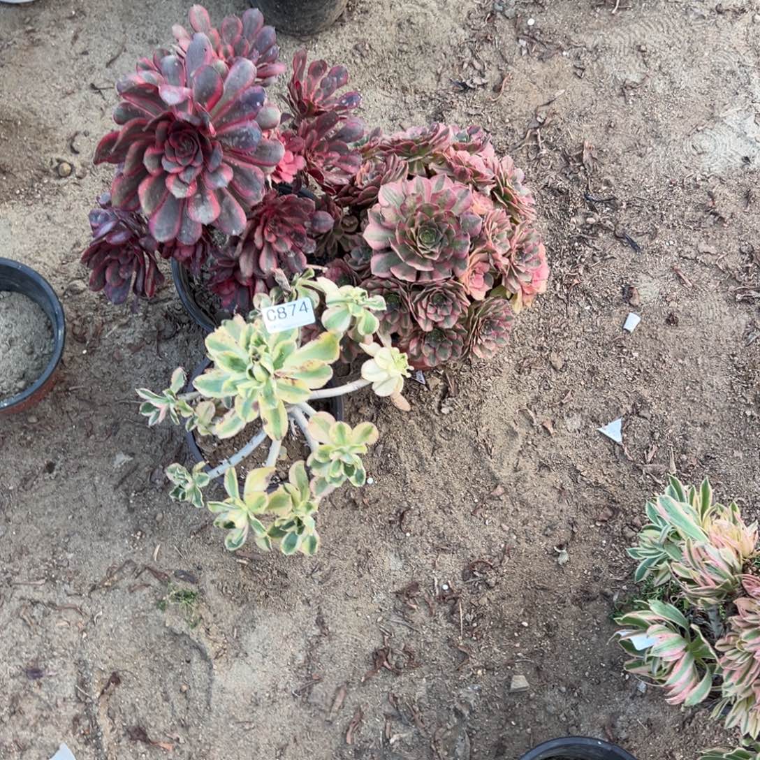 湖***湖874三颗组合多肉植物法师