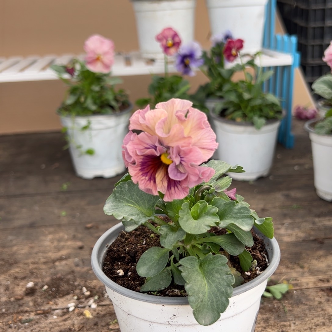 【闪购商品】完全开放335号