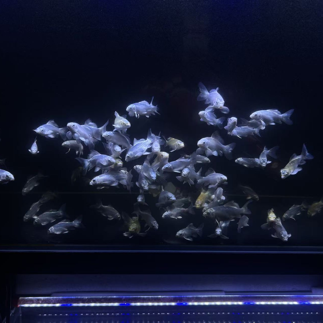 蝴蝶鲤观赏鱼大鳍大尾冷水好养耐活