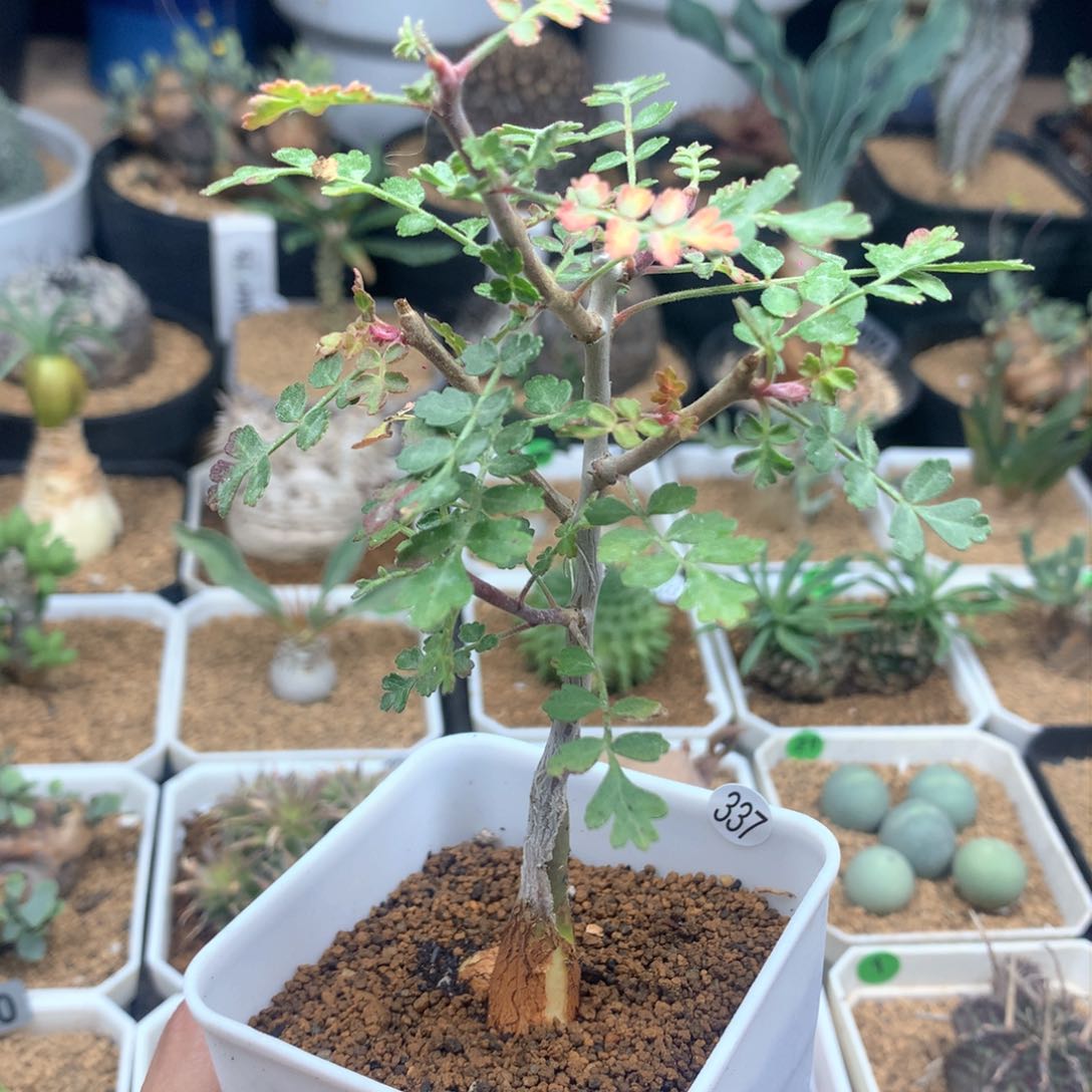 橡木漆树带盆发货